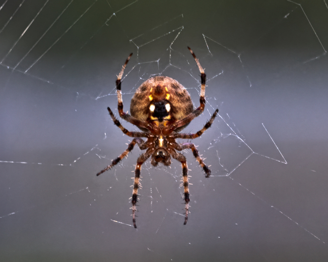 Close-up of an orb-weaver spider on its web, supporting discussion of mutualism biology and ecological interactions.