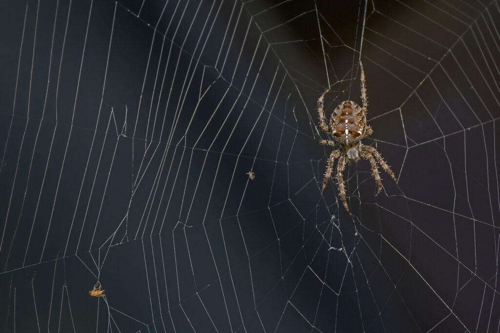 Close-up of an orb-weaver spider on its web, illustrating a possible example of mutualism biology and complex ecological relationships.